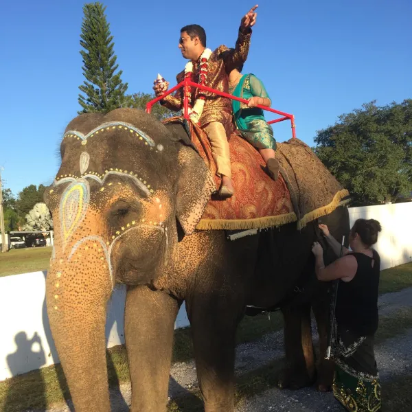 elephant-img-11