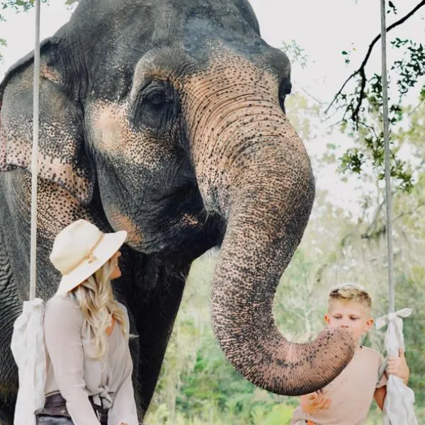 elephant-img-12