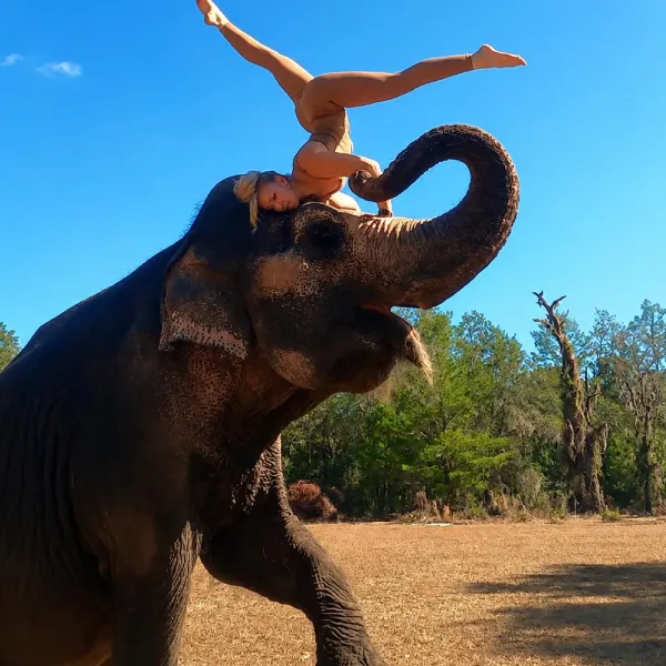 elephant-img-2