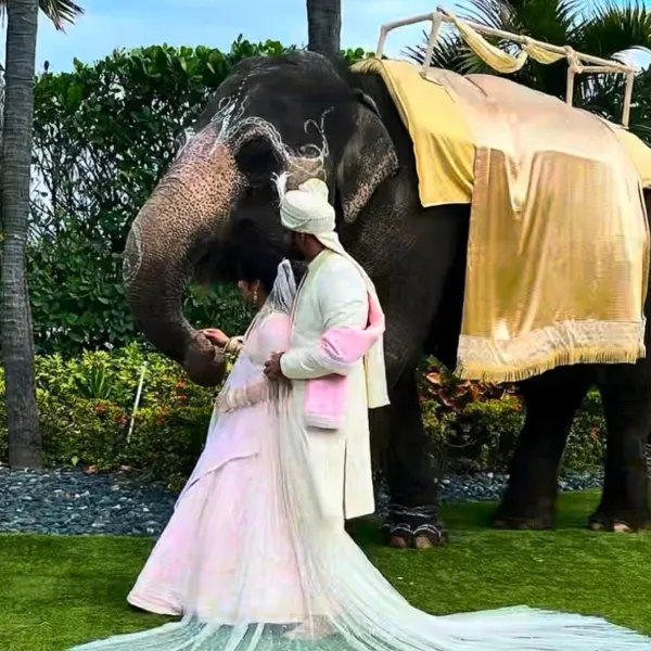 elephant-img-3