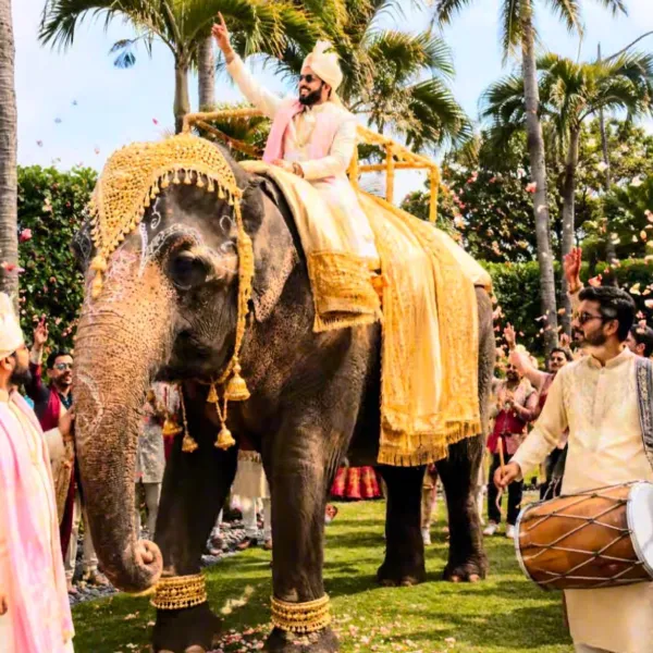 elephant-img-6