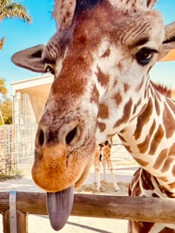 giraffe-img-1