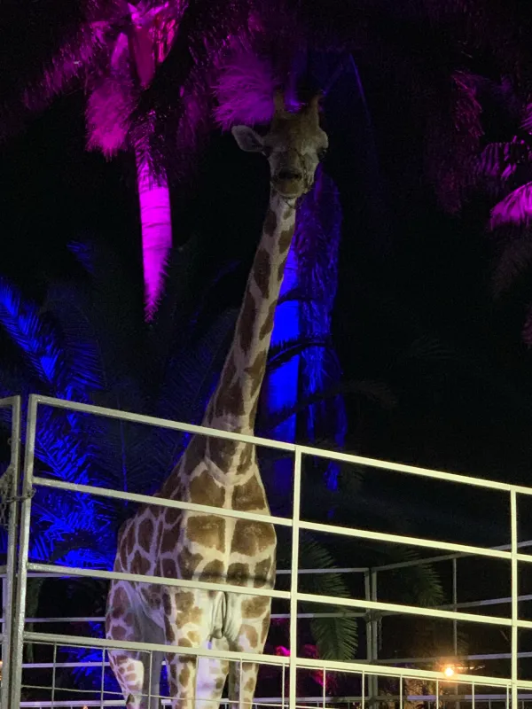 giraffe-img-3