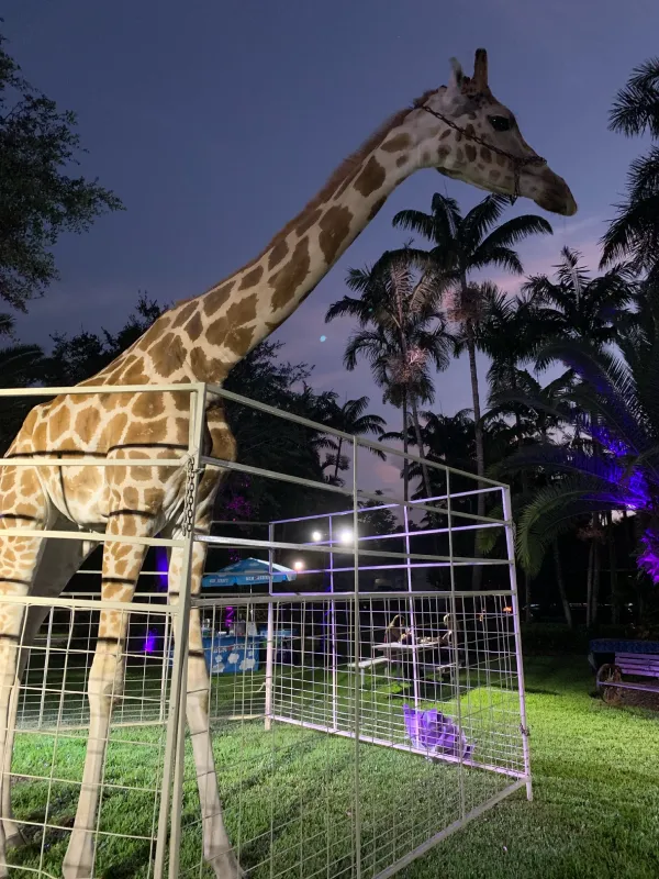 giraffe-img-4