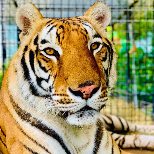 tiger-img-2