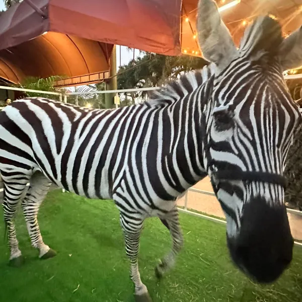 zebra-img-1