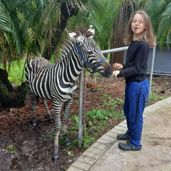 zebra-img-2