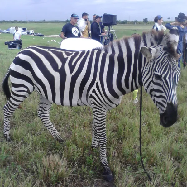 zebra-img-4